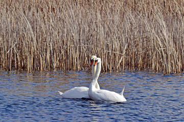Para kochających się łabędzi na jeziorze © Edward