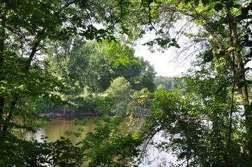 trees in the forest