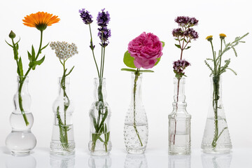Blooming oregano, santolina, rose de mai and other herbs on a white background