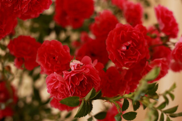 summer morning with the scent of roses and tea with milk