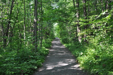 Fototapeta premium path in the forest