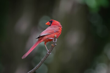The Beautiful red bird (Northern Cardinal)