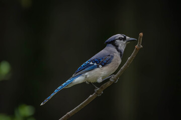 The Blue Bird (Blue Jay)
