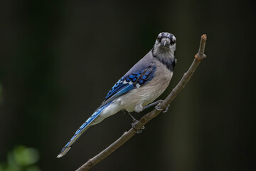 The Blue Bird (Blue Jay)