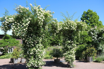 Fototapeta na wymiar Climbing roses in the in the public park Trädgårdsföreningen Gothenburg, Sweden Scandinavia 