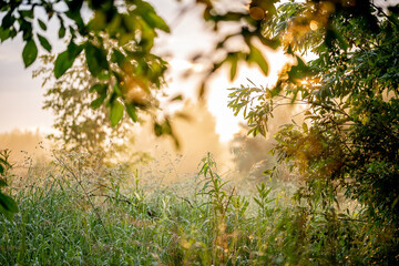 Fog in the Park before sunrise
