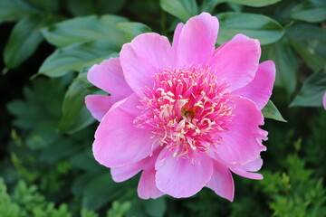 Peonies Paeonia in Sweden