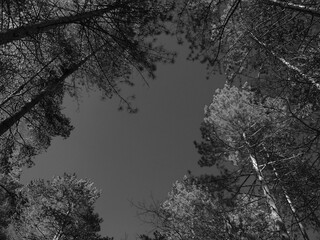 Genova, Italy - 06/29/2020: Beautiful floral spring abstract background of nature. Branches of blossoming apricot macro with soft focus on gentle light blue sky background. 