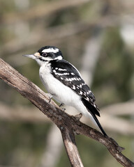 Obraz premium Woodpecker bird stock photos. Woodpecker bird close-up profile view perched with blur background. Image. Picture. Portrait. Black and white colour bird.