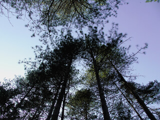 Genova, Italy - 06/29/2020: Beautiful floral spring abstract background of nature. Branches of blossoming apricot macro with soft focus on gentle light blue sky background. 