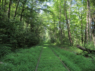 Fototapeta premium Railroad tracks run through grass and trees