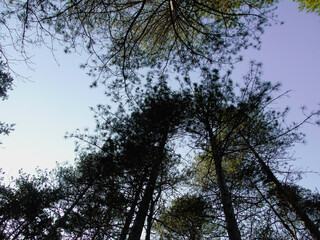 Genova, Italy - 06/29/2020: Beautiful floral spring abstract background of nature. Branches of blossoming apricot macro with soft focus on gentle light blue sky background. 
