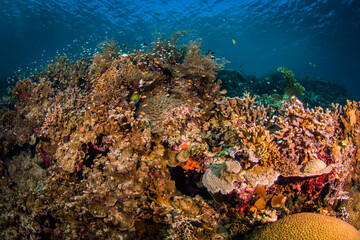 Naklejka na ściany i meble The Hussle & Bussle of a Coral Reef