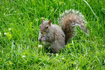 Fototapeta premium Gray Squirrel Outdoors