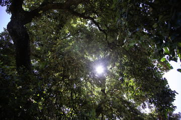 Obraz premium Tree detail in a forest