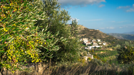 Branch with green olives on the background of mountains