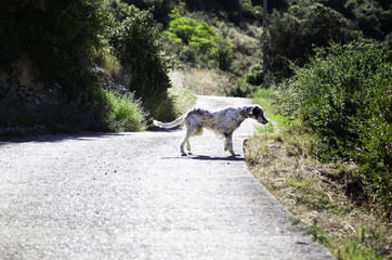 Hunting dog in the bush