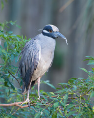 Yellow-crowned Night-Heron bird Stock Photos.   Yellow-crowned Night-Heron bird close-up profile view perched with blur background.
