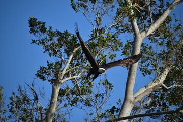 eagle