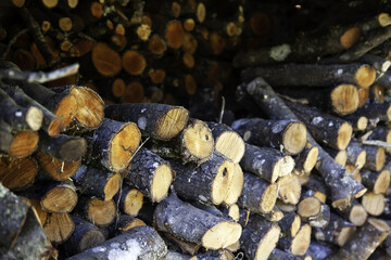 Wood logs for firewood