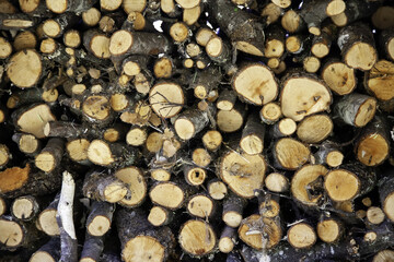 Wood logs for firewood