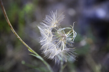 Obraz premium Dandelion flower