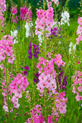 colorful violet and pink Verbascum flowers 