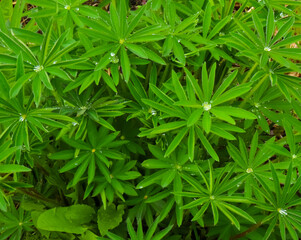 water droplets collect on green leaves