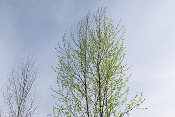 A green tree stands alone, its crown against the sky