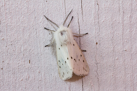 Spilosoma lubricipeda on a white wooden background. camouflage in nature.