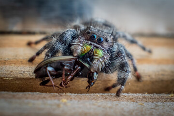 Macro of a bold jumping spider feasts on a beetle.