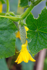 blooming Parthenocarpic cucumber with yellow flower