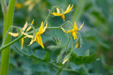 flowering branch of tomato