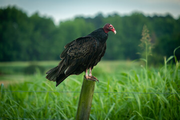 Obraz premium A turkey vulture perches on a post, patiently waiting its turn for some carrion.