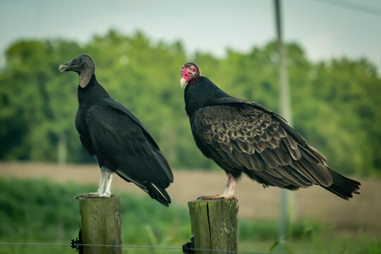 A rare side-by-side comparison of a black vulture and a turkey vulture. Raleigh, NC.