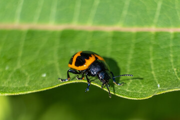 A swamp milkeweed leaf beetle skitters along the edge of a nice green leaf.