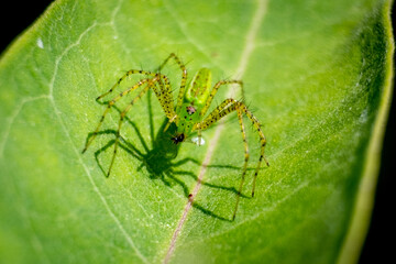 A green lynx spider captures and devours an insect for lunch.