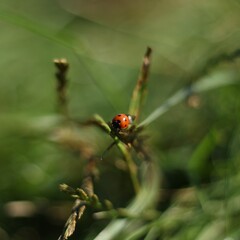 ladybird on a blade of grass