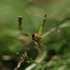 ladybug on a blade of grass