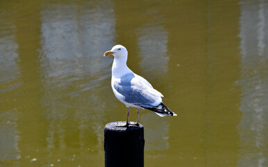 A gull sits in the port of Husum