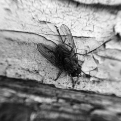 fly on wall black and white