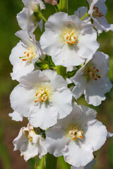 white flowers of Verbascum.  Сlose up