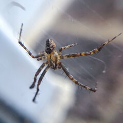 spider on a web