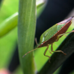 green shield bug on leaf