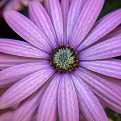 close up of pink daisy flower