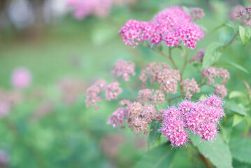 little purple flowers on a blured background