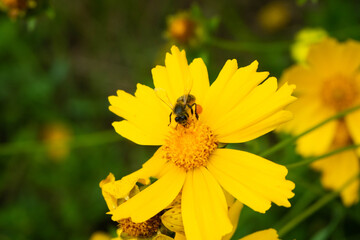 the bee on a yellow flower. The insect has big amount of pollen on its legs.background with another flowers head.