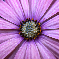 close up of pink daisy flower