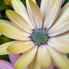 close up of a flower