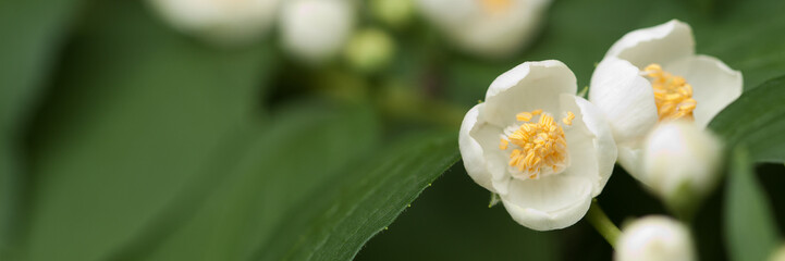 Fototapeta na wymiar jasmine branch with wonderful white flowers